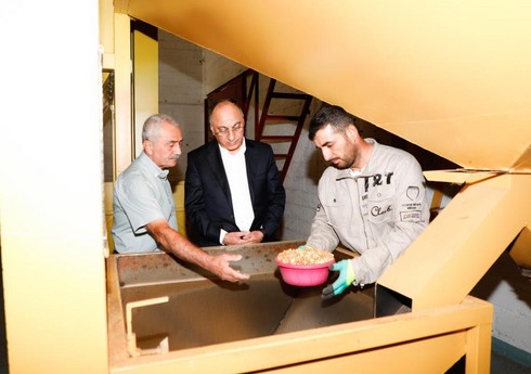 AQTA sədri fındıq emalı müəssisələrinin fəaliyyəti ilə tanış olub AQTA sədri fındıq emalı müəssisələrinin fəaliyyəti ilə tanış olub