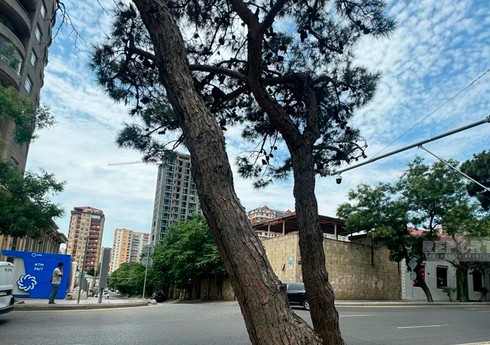Bakı Dövlət Sirkinin qarşısındakı qurumuş ağaclar müvafiq ekspertiza rəyi əsasında götürülüb Bakı Dövlət Sirkinin qarşısındakı qurumuş ağaclar müvafiq ekspertiza rəyi əsasında götürülüb