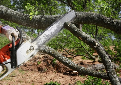 Bakı, Mingəçevir, Lerik və Ucarda ağac kəsintisi ilə bağlı materiallar Baş Prokurorluğa göndərilib Bakı, Mingəçevir, Lerik və Ucarda ağac kəsintisi ilə bağlı materiallar Baş Prokurorluğa göndərilib