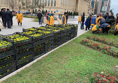 Bakıda yaşıllaşdırmaya 3 milyon manat xərclənəcək Bakıda yaşıllaşdırmaya 3 milyon manat xərclənəcək