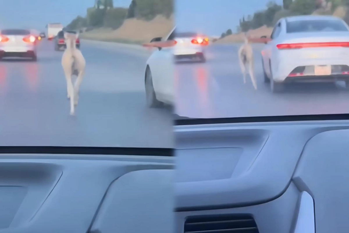 Bakıda dayça magistral yola çıxdı