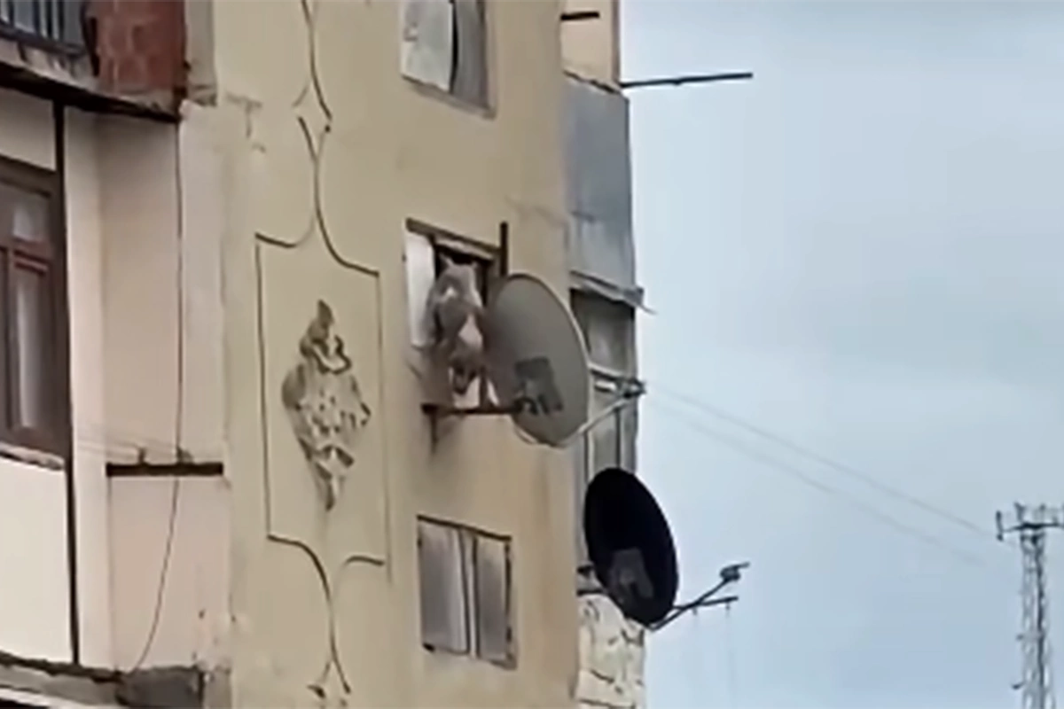 Bakıda iti pəncərədən atan şəxsə - 25 sutka verildi Bakıda iti pəncərədən atan şəxsə - 25 sutka verildi