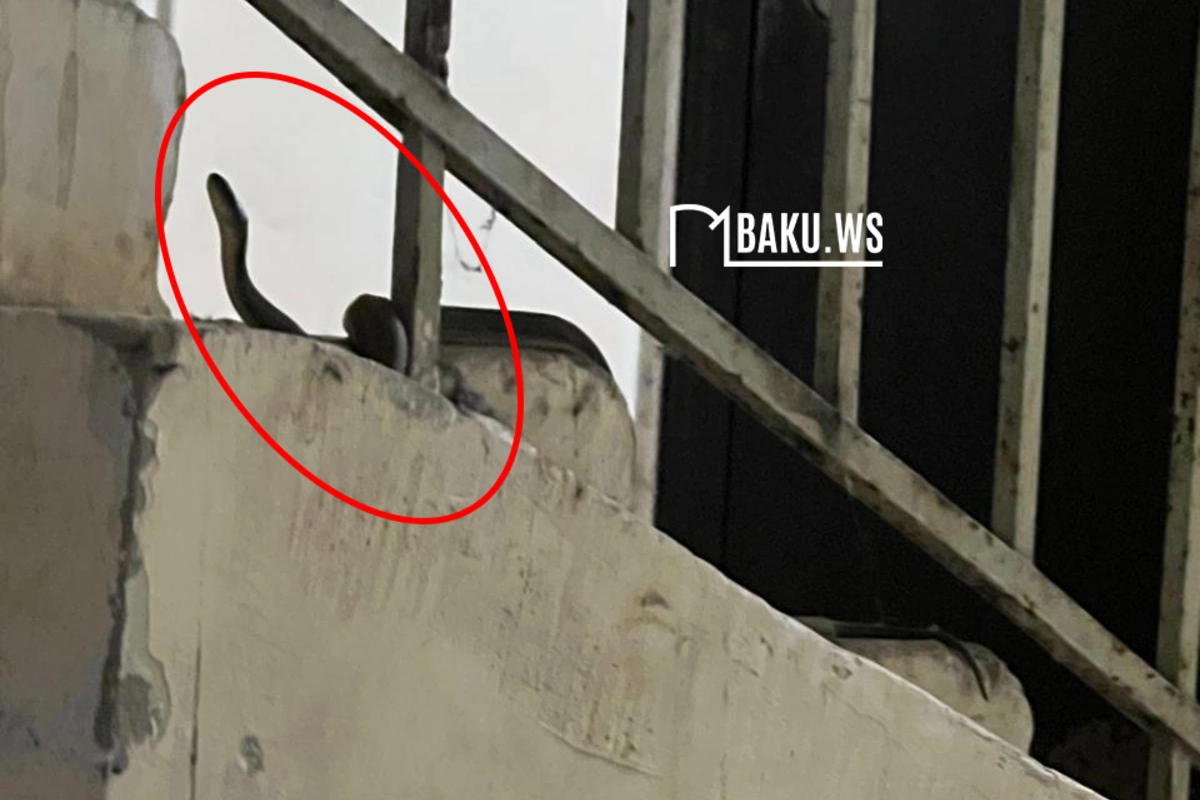 Bakıda yaşayış binasında ilan peyda olub - Sakinlər təşvişdə Bakıda yaşayış binasında ilan peyda olub - Sakinlər təşvişdə