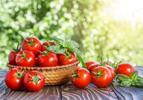 Biləsuvarda pomidorun məhsuldarlığı bu il 4 dəfəyə yaxın artıb Biləsuvarda pomidorun məhsuldarlığı bu il 4 dəfəyə yaxın artıb