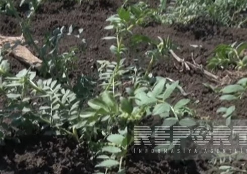 Cəlilabadda rekord həddə paxlalı bitki əkilib, amma suvarmada problemlər yaranıb Cəlilabadda rekord həddə paxlalı bitki əkilib, amma suvarmada problemlər yaranıb
