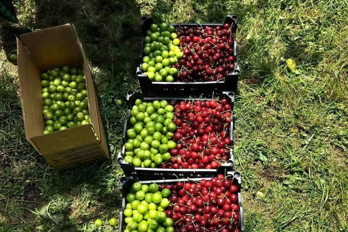 Gilas və alçanın qiyməti nə vaxtdan ucuzlaşacaq? - AÇIQLAMA