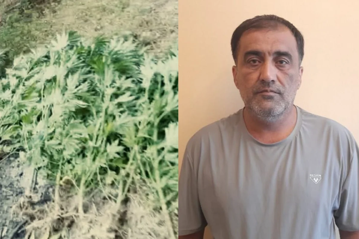 Göyçayda həyətində çətənə kolu yetişdirən şəxs tutulub Göyçayda həyətində çətənə kolu yetişdirən şəxs tutulub