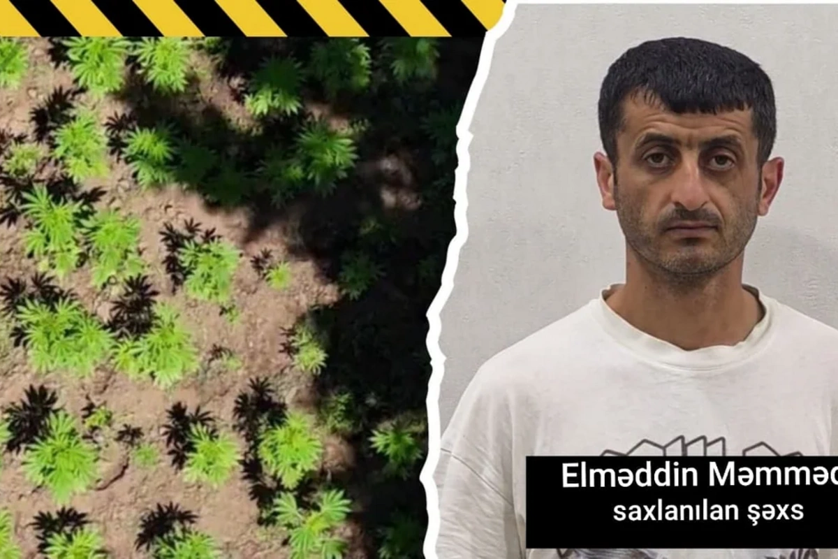 Milli Parkın ərazisində narkoplantasiya salan şəxs ələ keçdi: ƏMƏLİYYAT GÖRÜNTÜLƏRİ