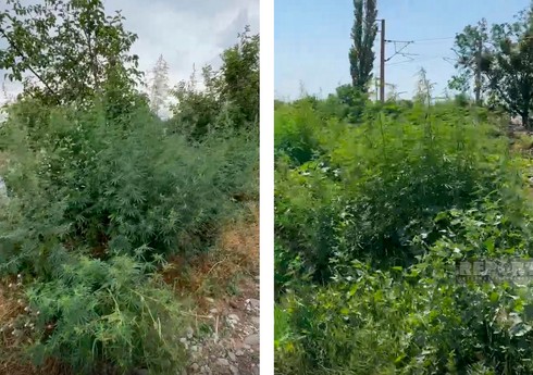 Şəmkirdə yabanı halda bitən 25 tona yaxın çətənə bitkisi məhv edilib