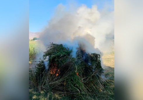 Naxçıvanda üç tondan çox çətənə kolu məhv edilib