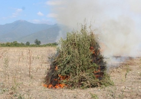 Naxçıvanda 2 tona yaxın çətənə kolu məhv edilib Naxçıvanda 2 tona yaxın çətənə kolu məhv edilib