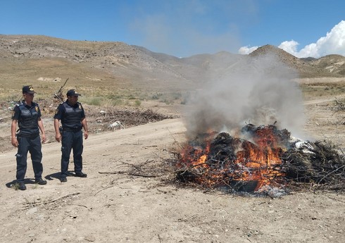 Naxçıvanda 74 tona yaxın yabanı çətənə məhv edilib