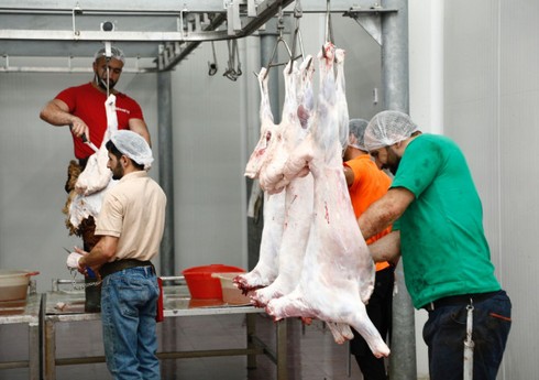 Naxçıvanda qurbanlıq heyvanların satış və kəsim yerləri açıqlanıb