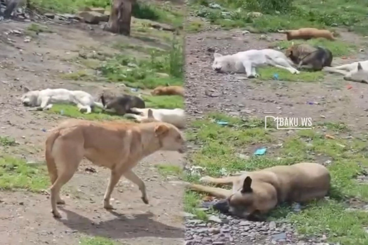 Nərimanovda sahibsiz itlər QORXU SAÇDI - Sakinlər küçəyə çıxa bilmirlər