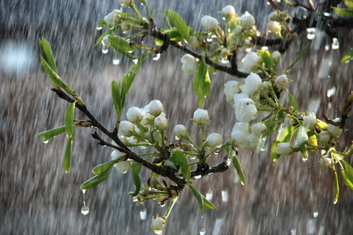 Ölkə ərazisinin əksər yerlərində küləkli və yağışlı hava davam edir– FAKTİKİ HAVA