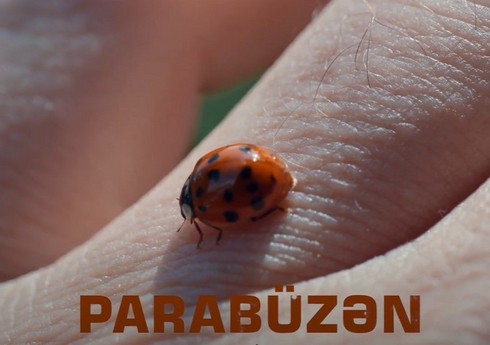 “Parabüzən” sənədli filmi - TAM VERSİYA “Parabüzən” sənədli filmi - TAM VERSİYA