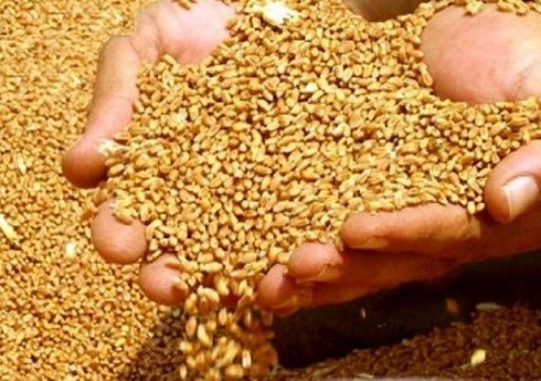 Qazaxıstan buğda ixracı ilə bağlı məhdudiyyətləri ləğv edib Qazaxıstan buğda ixracı ilə bağlı məhdudiyyətləri ləğv edib