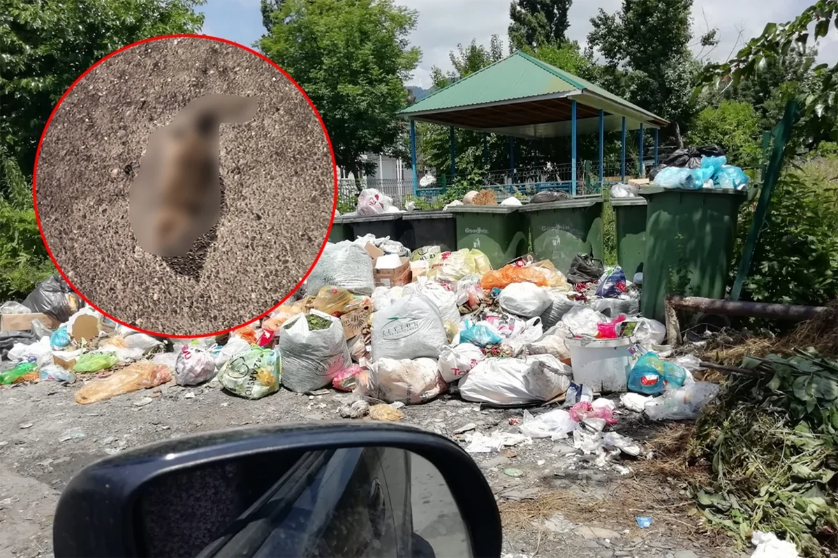Qəbələdə üfunət və iri siçanlardan şikayət: Sakinlərin kömək istədiyi məsələyə REAKSİYA