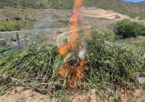 Qubadlıda yabanı halda bitən 2 tona yaxın çətənə bitkisi məhv edilib
