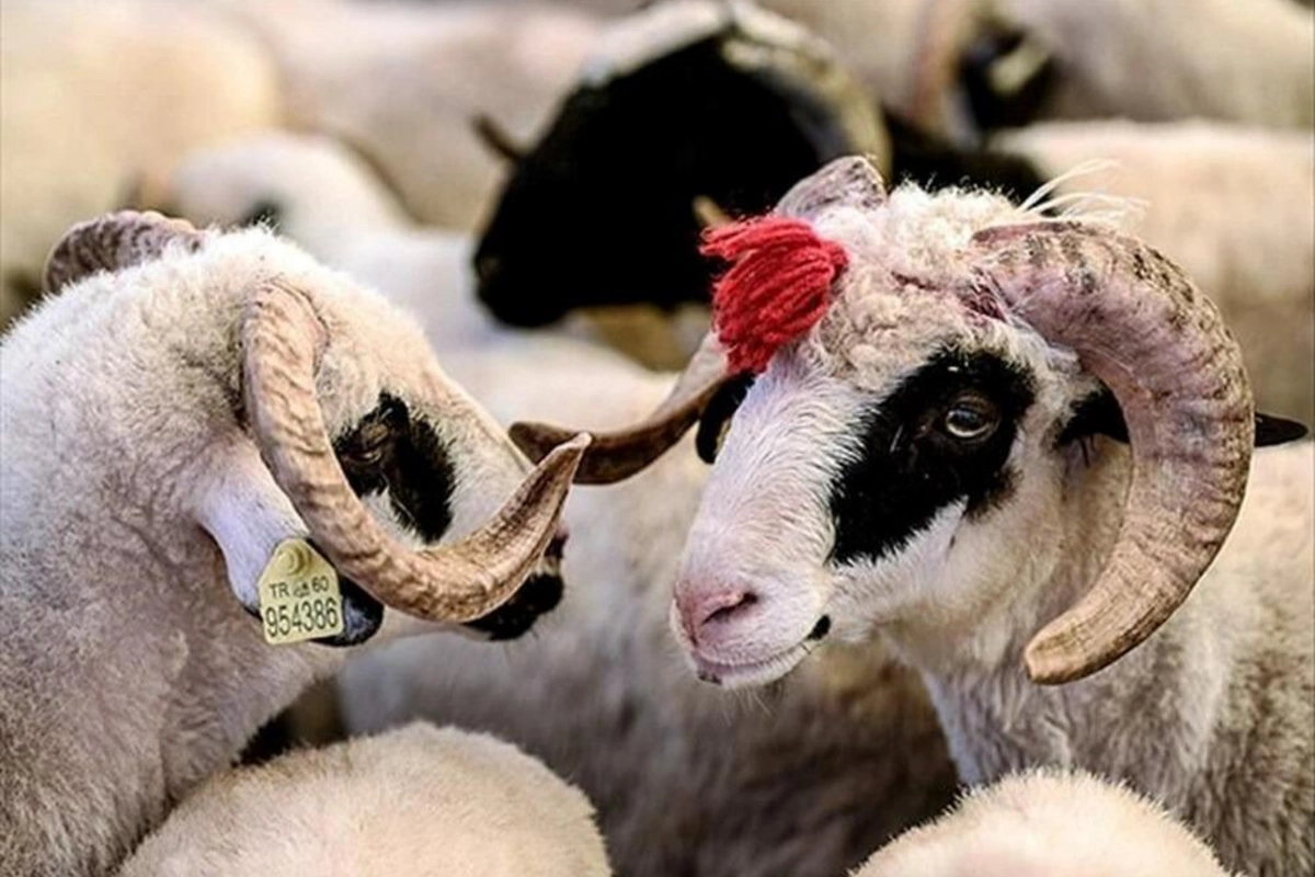 Qurban bayramı ilə bağlı təhlükəsiz heyvan kəsimi və satışına nəzarət gücləndirilib Qurban bayramı ilə bağlı təhlükəsiz heyvan kəsimi və satışına nəzarət gücləndirilib