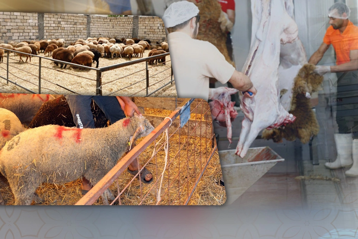 Qurbanlıq ət kimlərə paylanılmalıdır? Qurbanlıq ət kimlərə paylanılmalıdır?