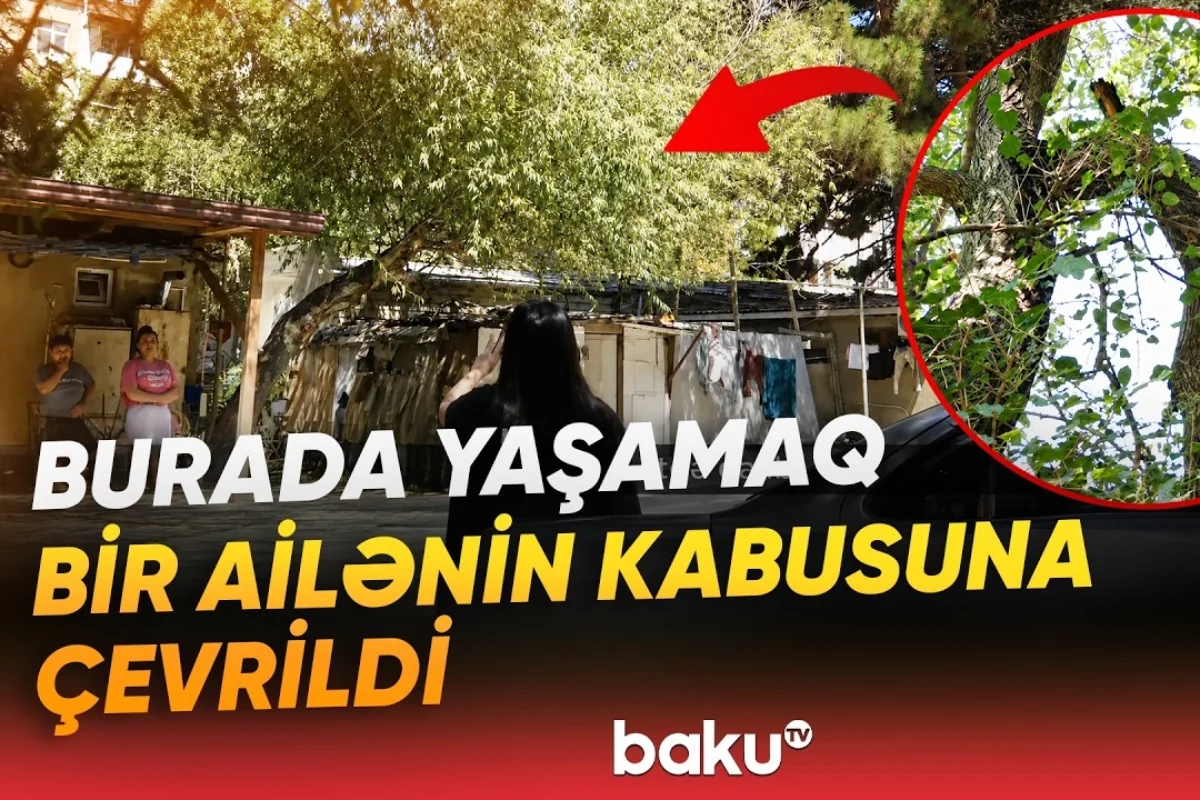 Sabunçuda evin damına ağac aşıb: Dörduşaqlı ailə təhlükə ilə üzləşib