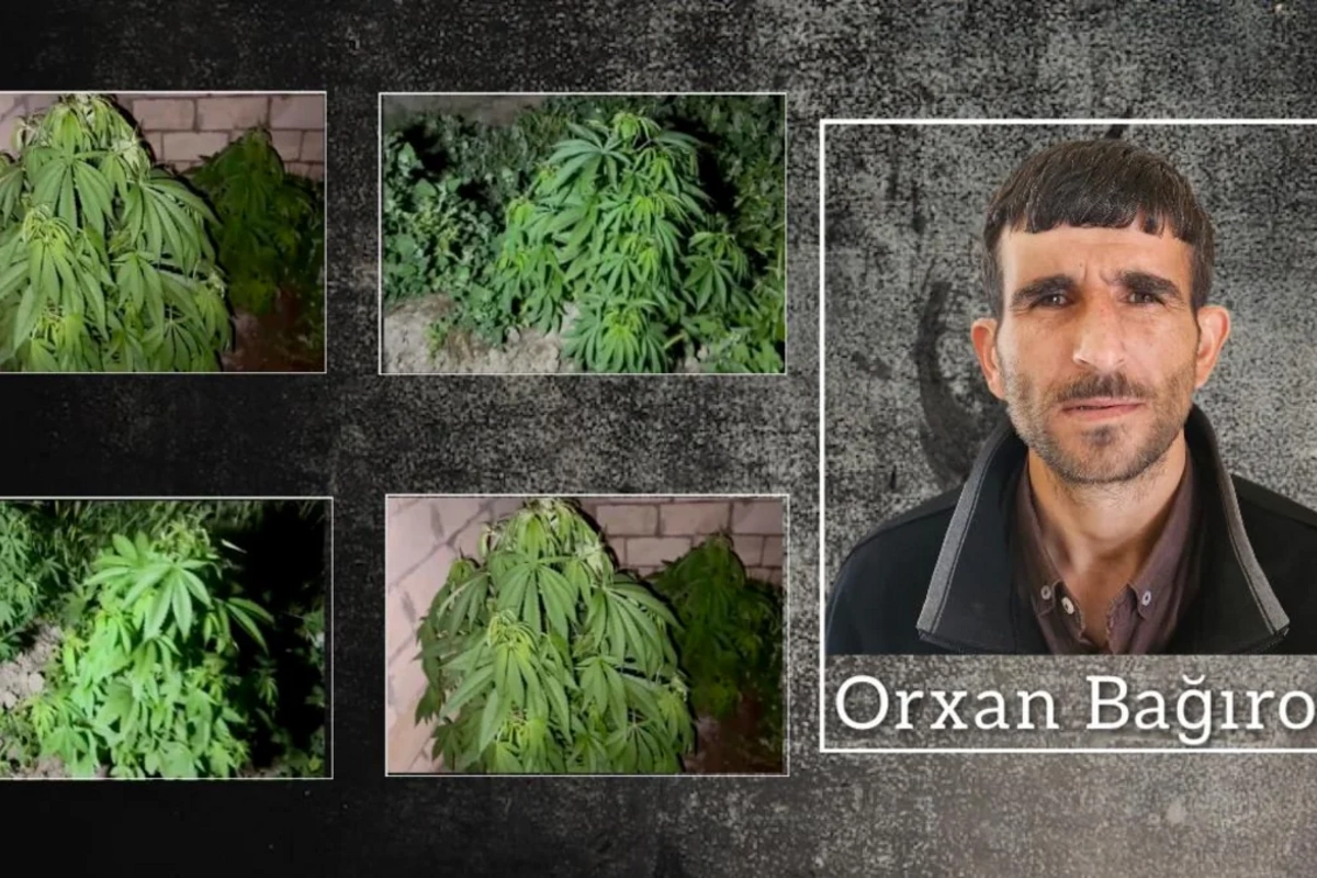 Salyanda çətənə kolları yetişdirən keçmiş məhkum saxlanıldı