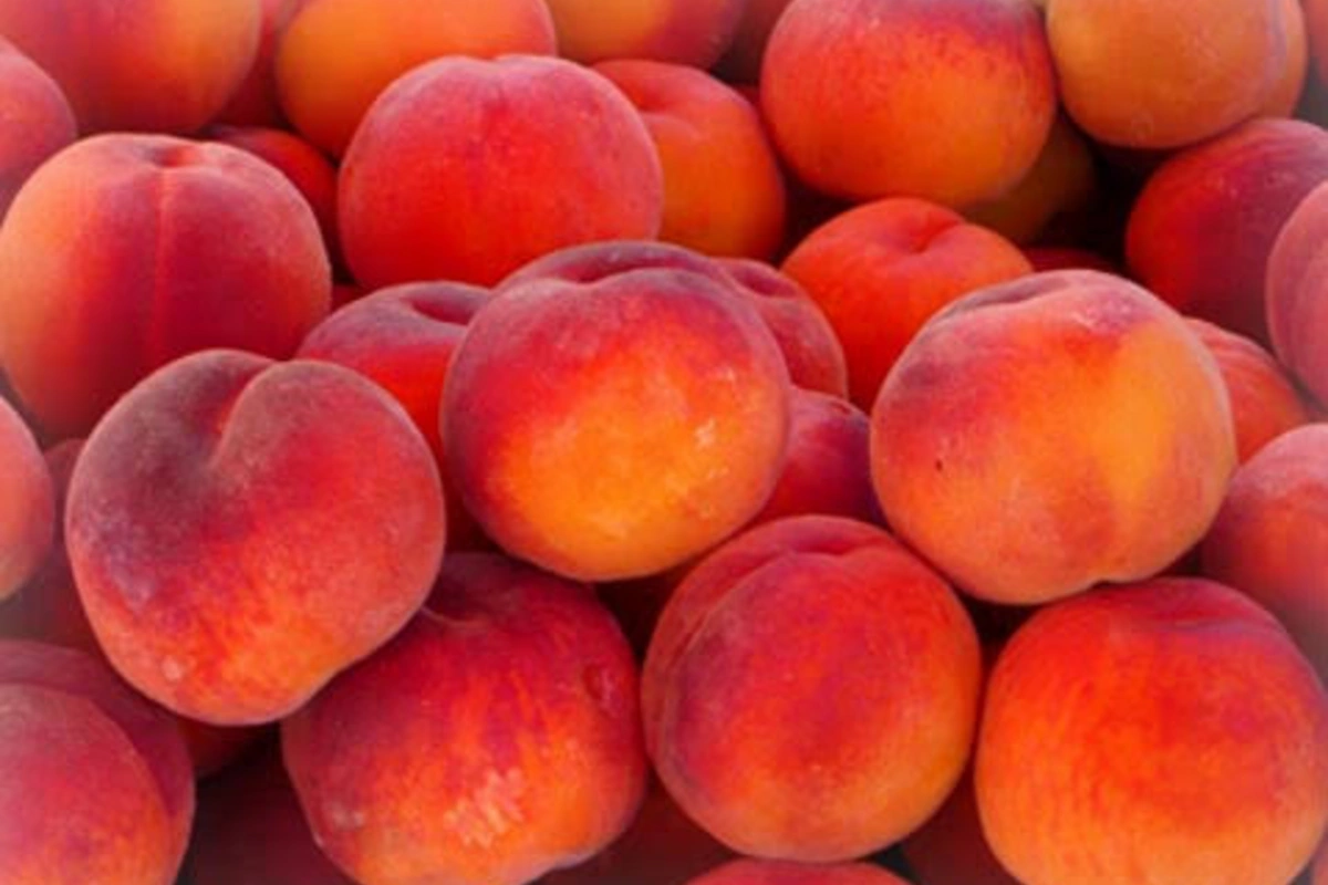 Şaftalının bilmədiyiniz faydaları – Bu meyvə sağlamlıq üçün əsl xəzinədir