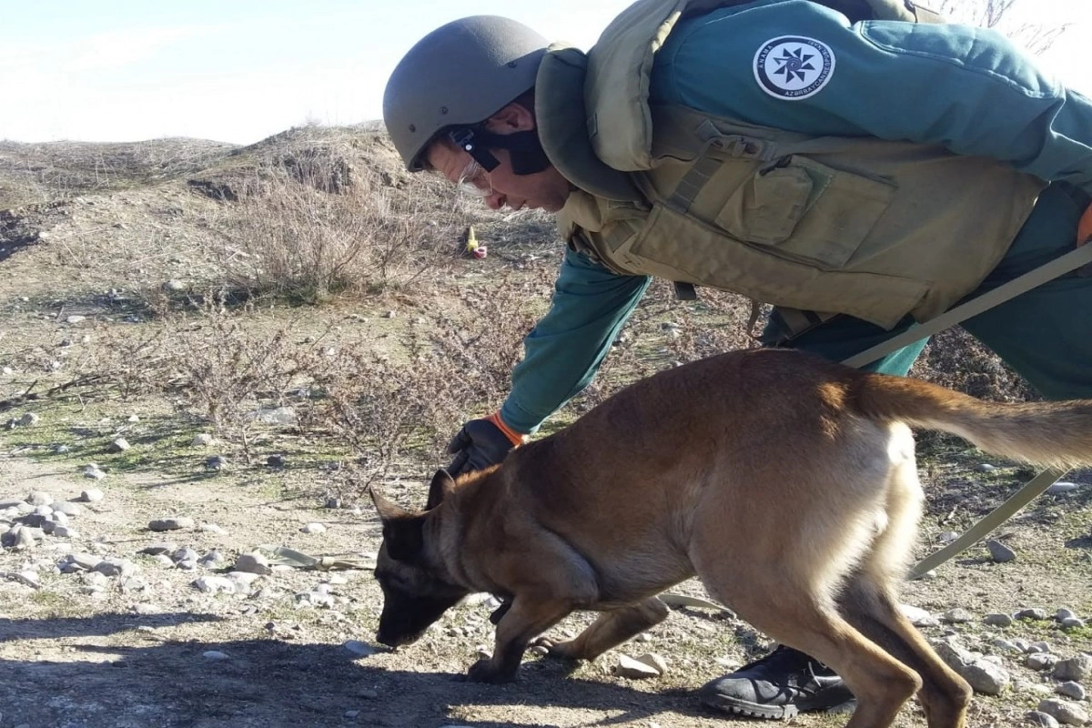 Son beş ildə ANAMA-ya 60-dan çox minaaxtaran it bağışlanılıb Son beş ildə ANAMA-ya 60-dan çox minaaxtaran it bağışlanılıb