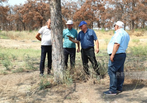 Xidmət rəsmisi: Şam ağacları iqlim dəyişikliyi amillərinə qarşı həssasdır Xidmət rəsmisi: Şam ağacları iqlim dəyişikliyi amillərinə qarşı həssasdır