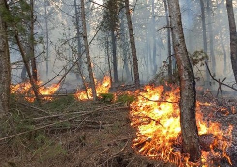Yanğınlar Avropada azı 700 min hektar meşəni məhv edib Yanğınlar Avropada azı 700 min hektar meşəni məhv edib