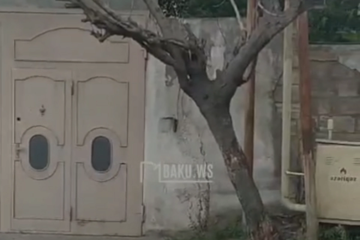 Yasamalda qurumuş ağac təhlükə saçır: Yasamalda qurumuş ağac təhlükə saçır: