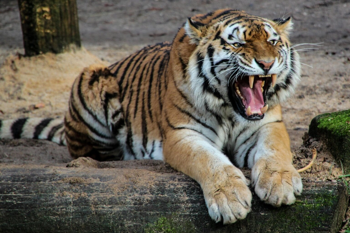 Zooparkda pələng kişini diri-diri yedi Zooparkda pələng kişini diri-diri yedi